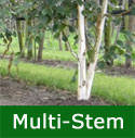 Snow Queen Birch Tree (Betula jacquemontii 'Snow Queen') Supplied height 1.8 - 2.0m in a 12 L container MULTI STEM OPTION **FREE UK MAINLAND DELIVERY + FREE 100% TREE WARRANTY**