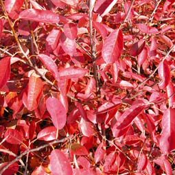 Snowy Mespilus Tree (Amelanchier lamarckii Supplied 1.2 to 2.4 metres, 2-4 year old, SMALL TREE + RED FOLIAGE **FREE UK MAINLAND DELIVERY + FREE 100% TREE WARRANTY** Snowy Mespilus Tree (Amelanchier lamarckii Supplied 1.2 to 2.4 metres, 2-4 year old, SMALL TREE + RED FOLIAGE **FREE UK MAINLAND DELIVERY + FREE 100% TREE WARRANTY**