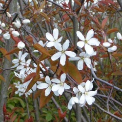 Snowflakes Snowy Mespilus Tree Snowflakes (Amelanchier laevis `Snowflakes`) Supplied height 1.5 to 1.7 metres in a 12 litre container **FREE UK MAINLAND DELIVERY + FREE 100% TREE WARRANTY**