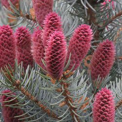 Spruce Trees