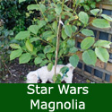 Star Wars Magnolia Tree  **FREE UK MAINLAND DELIVERY + FREE 100% TREE WARRANTY**
