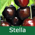 SELF FERTILE (GROUP D) Bare Root Stella Cherry Tree, 1.5-2 metres tall, 1-3 years old, (VERY POPULAR + EATING + JUICY + NORTH UK + AWARD + RELIABLE LARGE FRUIT + CONTAINER) **FREE UK MAINLAND DELIVERY + FREE 100% TREE WARRANTY**