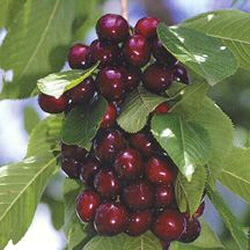Stella Cherry Tree, Self Fertile + Very Popular + Reliable **FREE DELIVERY + 100% TREE WARRANTY**