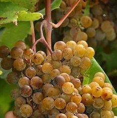 Strawberry Vine Bush (Vitis vinifera 'Strawberry') (STRONG FLAVOUR+EASY TO GROW+LARGE CROP) Golden/Bronze Outdoor Grape 3 Litre pot, 2-3 years old **FREE UK MAINLAND DELIVERY + FREE 100% TREE WARRANTY* Strawberry Vine Bush (Vitis vinifera 'Strawberry') (STRONG FLAVOUR+EASY TO GROW+LARGE CROP) Golden/Bronze Outdoor Grape 3 Litre pot, 2-3 years old **FREE UK MAINLAND DELIVERY + FREE 100% TREE WARRANTY*