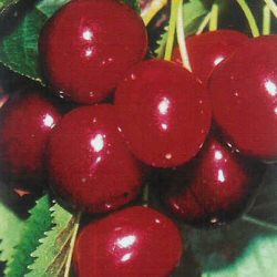 Sunburst Cherry Tree Self Fertile + Large Cherries + Sweet + Productive **FREE DELIVERY + 100% TREE WARRANTY**