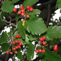 Swedish Whitebeam Tree (Sorbus intermedia) 20 - 40cm Pack of 100 trees**FREE UK MAINLAND DELIVERY EXCEPT SCOTTISH HIGHLANDS**