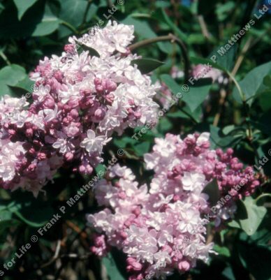 Sweetheart Lilac Tree  / shrub (Syringa vulgaris 'Sweetheart') Supplied height 1.0 metres in a 12 litre container **FREE UK MAINLAND DELIVERY + FREE 100% TREE WARRANTY**