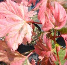 **WAS �55.95 - NOW �45.95**Sycamore Simon-Louis Freres (Acer pseudoplatanus 'Simon Louis Freres') Height 1.8 - 2.0m supplied in a 15 Litre Container** PRICE INCLUDES FREE MAINLAND UK DELIVERY**