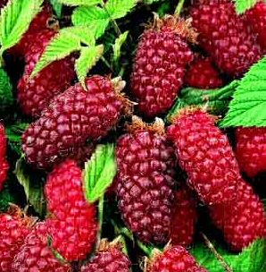 Tayberry Soft Fruit
