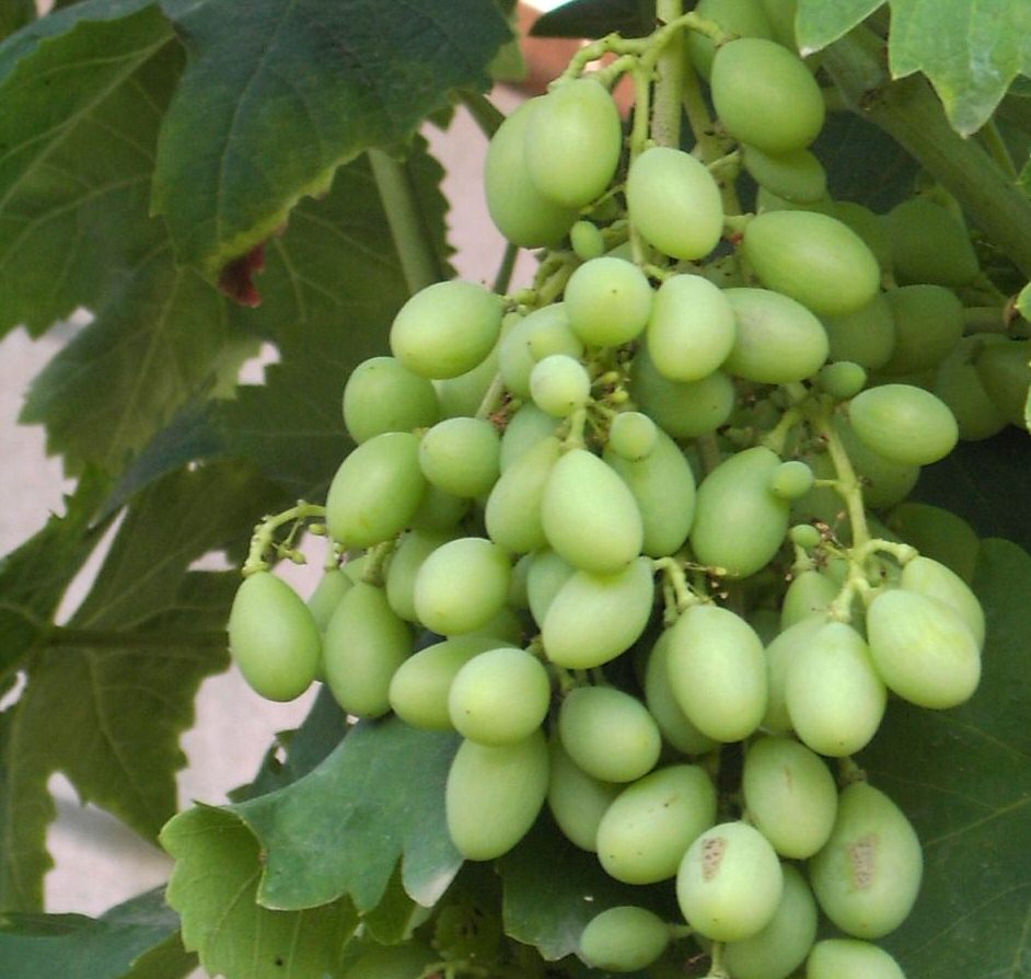 Theresa Vine Bush (Vitis vinifera 'Theresa') White Outdoor Grape Variety Pack contains 4 X 3 Litre Containerised Bushes **FREE UK MAINLAND DELIVERY EXCEPT SCOTTISH HIGHLANDS**
