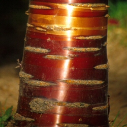 Tibetan Cherry Tree or Birch Bark Cherry Tree (Prunus Serrula) Supplied height 1.5 - 1.7m in a 12 litre container**FREE UK MAINLAND DELIVERY EXCEPT SCOTTISH HIGHLANDS**