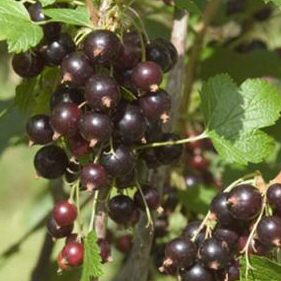 Titania Blackcurrant Bush (Mid Season Variety) Supplied in 7 litre containers, 1/4 Standard, LARGE QUALITY FRUIT, DISEASE RESISTANT,  **FREE UK MAINLAND DELIVERY + FREE 100% TREE WARRANTY**