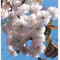 Bare Root Spring Snow (Beni-tamanishiki) Japanese Flowering Cherry Tree, SMALL TREE + AUTUMN COLOURS **FREE UK MAINLAND DELIVERY + FREE 100% TREE WARRANTY**