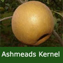 C4 BARE ROOT Ashmeads Kernel Eating Apple, 1-2m Tall, Fruits October, SCAB RESISTANT + SHARP INTENSE FLAVOUR **FREE UK MAINLAND DELIVERY + FREE 100% TREE WARRANTY**