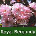 Bare Root Flowering Cherry Royal Burgundy Tree, 125+ cm, MEDIUM + PURPLE LEAVES + ATTRACTIVE BARK **FREE UK MAINLAND DELIVERY + FREE 100% TREE WARRANTY** Bare Root Flowering Cherry Royal Burgundy Tree, 125+ cm, MEDIUM + PURPLE LEAVES + ATTRACTIVE BARK **FREE UK MAINLAND DELIVERY + FREE 100% TREE WARRANTY**