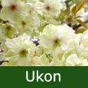 Bare Root Ukon Japanese Flowering Cherry Tree. Supplied height 1.25 - 2.0m, 2+ years old, MEDIUM + AWARD **FREE UK MAINLAND DELIVERY + FREE 100% TREE WARRANTY** Bare Root Ukon Japanese Flowering Cherry Tree. Supplied height 1.25 - 2.0m, 2+ years old, MEDIUM + AWARD **FREE UK MAINLAND DELIVERY + FREE 100% TREE WARRANTY**