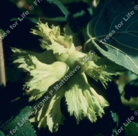 Chinoka Trazel Tree (Corylus 'Chinoka') Supplied at a height of 1.25-1.75 metres in a 12 litre container **FREE UK MAINLAND DELIVERY + FREE 100% TREE WARRANTY**