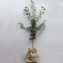 Trees-Online Drawstring Bag