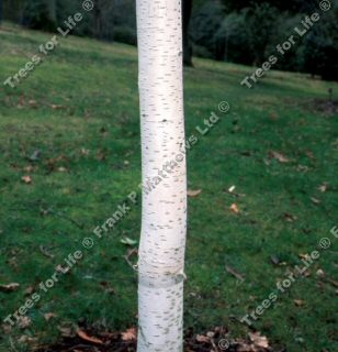 Trinity College Birch Tree (Betula utilis 'Trinity College') Supplied height 1.5 to 1.7 metres in a 12 litre container**FREE UK MAINLAND DELIVERY EXCEPT SCOTTISH HIGHLANDS**