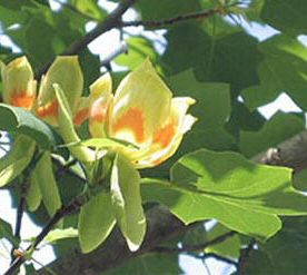 Tulip Tree (Liriodendron tulipifera) Supplied height 1.5 to 1.7 metres in a 12 litre container **FREE UK MAINLAND DELIVERY EXCEPT SCOTTISH HIGHLANDS**
