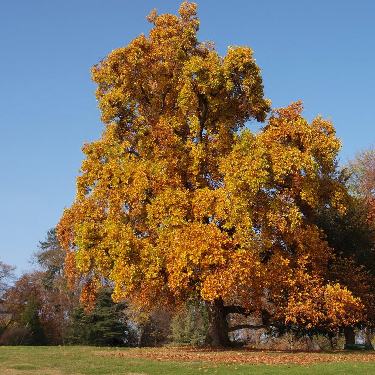 Fertilizing Mature Trees 25