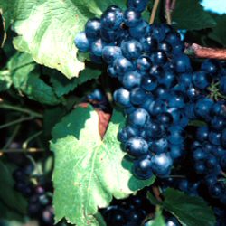 Black Hamburgh Vine Bush (Vitis vinifera 'Black Hamburgh') Indoor Grape Variety Pack contains 4 X 3 Litre Containerised Bushes **FREE UK MAINLAND DELIVERY EXCEPT SCOTTISH HIGHLANDS**
