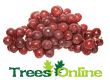 Vines Soft Fruit