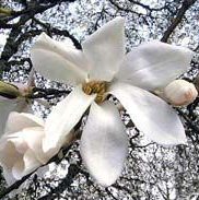 Wadas Memory Magnolia Tree (Magnolia salicifolia 'Wada's Memory') Supplied height between 1.5 and 1.7 metres in a 12 litre container **FREE UK MAINLAND DELIVERY EXCEPT SCOTTISH HIGHLANDS**
