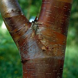 Wakehurst Place Chocolate Birch Tree(Betula utilis `Wakehurst Place Chocolate`) Supplied height 1.5 - 1.7metres in a 12 litre container **FREE UK MAINLAND DELIVERY + FREE 100% TREE WARRANTY**