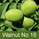 Walnut (Juglans) No 16. 2+ Years Old, 1-2 metres tall, LARGE CROPS ***FREE UK MAINLAND DELIVERY + FREE 100% TREE WARRANTY*** Walnut (Juglans) No 16. 2+ Years Old, 1-2 metres tall, LARGE CROPS ***FREE UK MAINLAND DELIVERY + FREE 100% TREE WARRANTY***