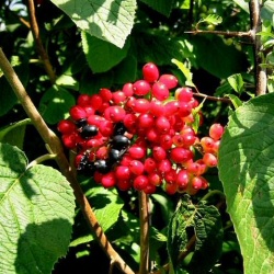 Wayfaring Tree (Viburnum Lantana) 15-30cm shrubs**FREE UK MAINLAND DELIVERY + FREE 100% TREE WARRANTY**