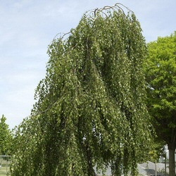 Tristis Weeping Silver Birch Tree, Betula Pendula Tristis **FREE DELIVERY + FREE TREE WARRANTY**
