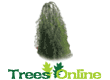 Pea Trees