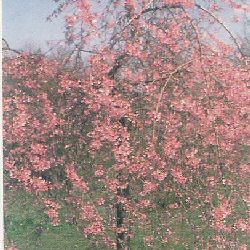 Mature Weeping Spring Cherry Tree, Prunus Pendula Rubra **FREE DELIVERY + FREE TREE WARRANTY**