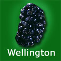 Morus Nigra Wellington, Black Mulberry Tree, EATING + COOKING + SELF FERTILE **FREE UK MAINLAND DELIVERY + FREE 100% TREE WARRANTY**