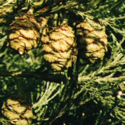 <font color="red">DELIVERED AUGUST 2017</font> Coastal Redwood Trees (Sequoia sempervirens) Height 15-30cm **FREE UK MAINLAND DELIVERY + FREE 100% TREE WARRANTY** <font color="red">DELIVERED AUGUST 2017</font> Coastal Redwood Trees (Sequoia sempervirens) Height 15-30cm **FREE UK MAINLAND DELIVERY + FREE 100% TREE WARRANTY**