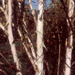 West himalayan Birch Tree (Betula utilis var. jacquemontii) Supplied in 12L pot and 1.5 to 1.8 metres tall, 2+ years old **FREE UK MAINLAND DELIVERY + FREE 100% TREE WARRANTY**