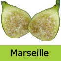 White Marseilles open fruit
