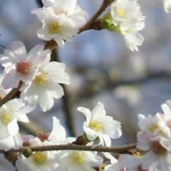 White Autumn Cherry Tree, Prunus x subhirtella Autumnalis **FREE UK MAINLAND DELIVERY + FREE 100% TREE WARRANTY**