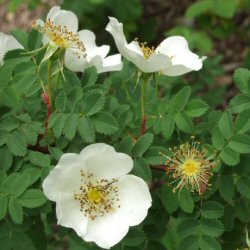 White Scotch Rose (Rosa spinosissima) 20-40cm Tree / Shrubs**FREE UK MAINLAND DELIVERY + FREE 100% TREE WARRANTY**