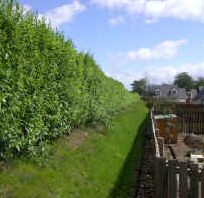 Mixed Colour Willow Hedging (Salix varieties) Height 20 - 40cm Pack of 500 hedging trees WATER LOGGED SUITABLE**FREE UK MAINLAND DELIVERY + FREE 100% TREE WARRANTY** Mixed Colour Willow Hedging (Salix varieties) Height 20 - 40cm Pack of 500 hedging trees WATER LOGGED SUITABLE**FREE UK MAINLAND DELIVERY + FREE 100% TREE WARRANTY**
