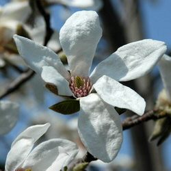 Windsor Beauty Magnolia Tree (Magnolia salicifolia 'Windsor Beauty') Supplied height 1.5 to 1.6 metres in a 12 litre container **PRICE INCLUDES FREE UK MAINLAND DELIVERY**