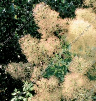Young Lady Smoke Tree (Cotinus coggygria 'Young Lady') Supplied height 1.5 - 1.6m in a 7 litre container **FREE UK MAINLAND DELIVERY EXCEPT SCOTTISH HIGHLANDS**