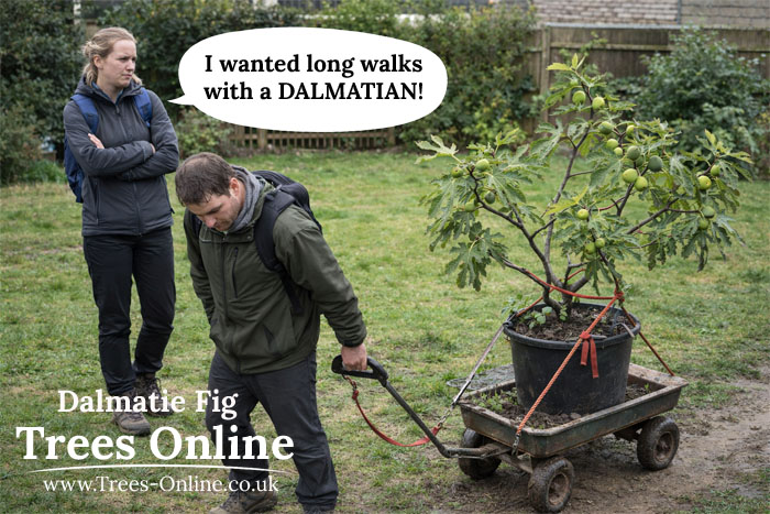 Dalmatie fig tree meme long walks dalmatian joke