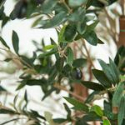 150cm Natural Trunk Artificial Olive Tree