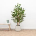 150cm Natural Trunk Artificial Olive Tree