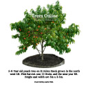 5-6 year old peach tree grown freestanding in the North West UK