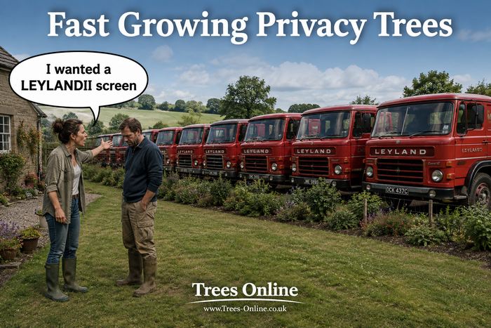 Leylandii privacy screen joke showing a row of Leyland trucks in a garden