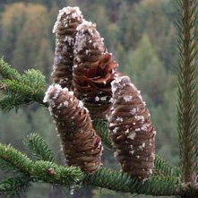 Silver Fir Tree (Abies Alba) 10-20cm Trees, WET + DRY + SHADY + EVERGREEN + HONEY FUNGUS RESISTANT