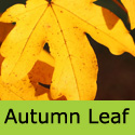 Acer Campestre Field Maple Autumn Colours